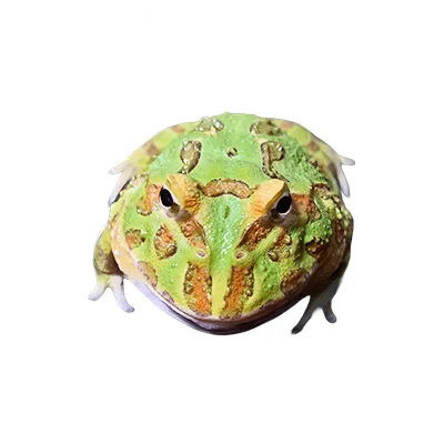 カエルの写真